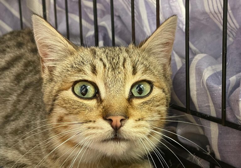 multimedia-foto87388-459-1