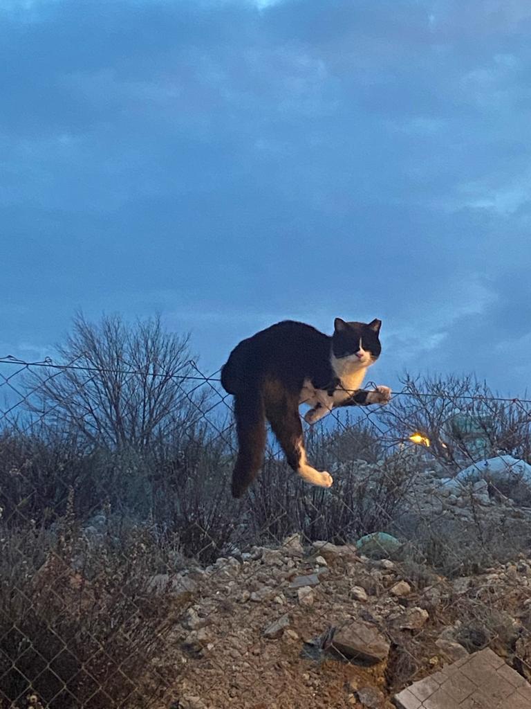 multimedia-foto87391-596-1