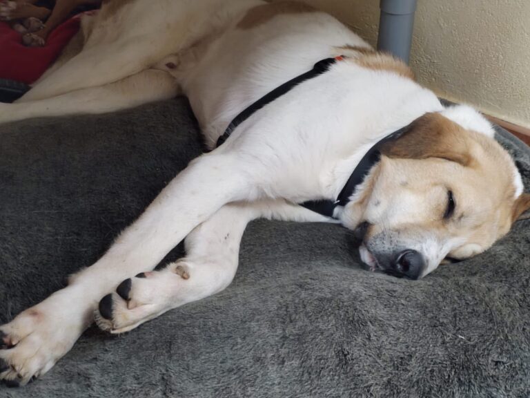 multimedia-foto87392-976-1