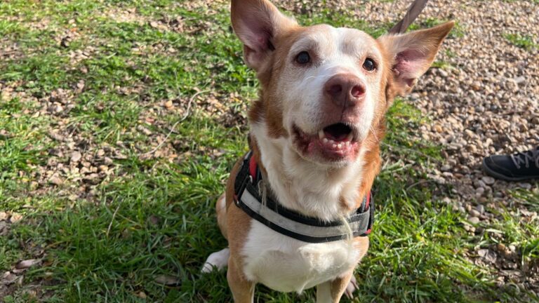 multimedia-foto87401-524-1