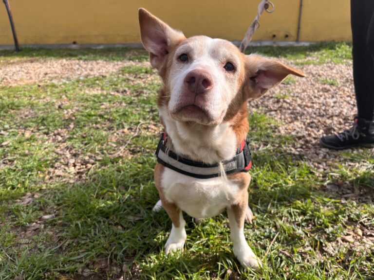 multimedia-foto87402-524-1