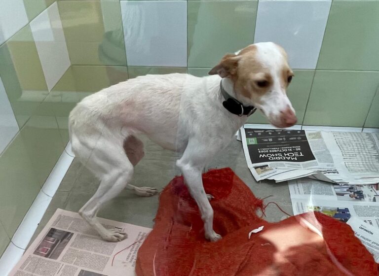 multimedia-foto87411-515-1