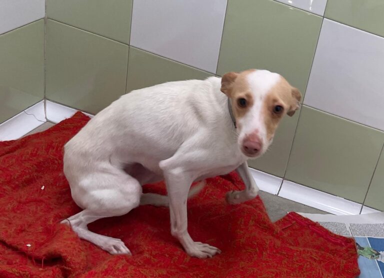 multimedia-foto87412-515-1