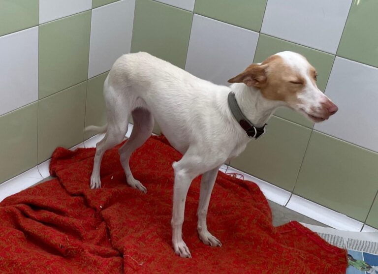 multimedia-foto87413-516-1