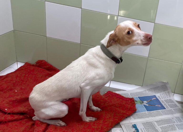 multimedia-foto87414-516-1