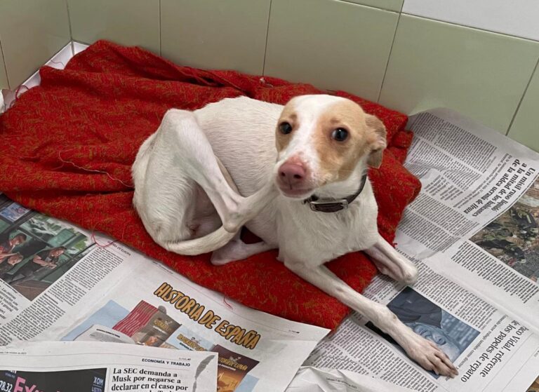 multimedia-foto87416-516-1