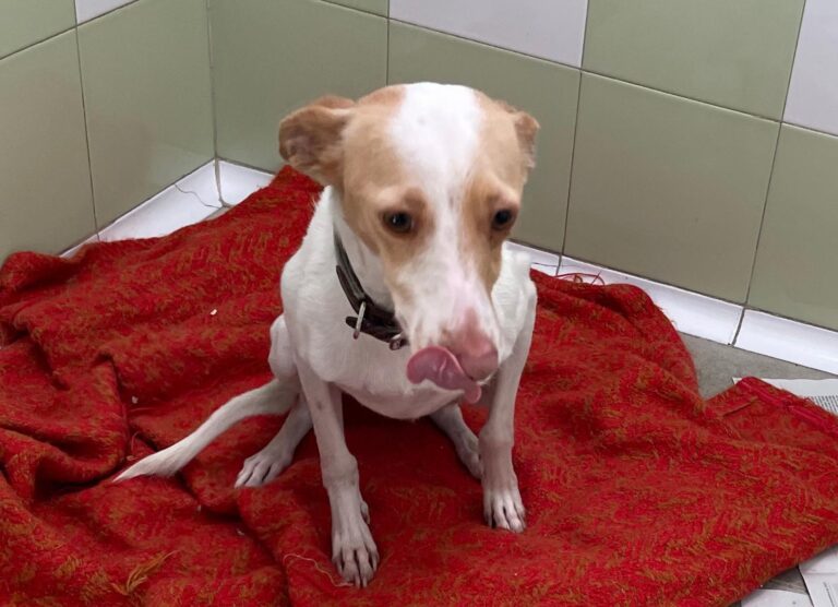 multimedia-foto87417-516-1