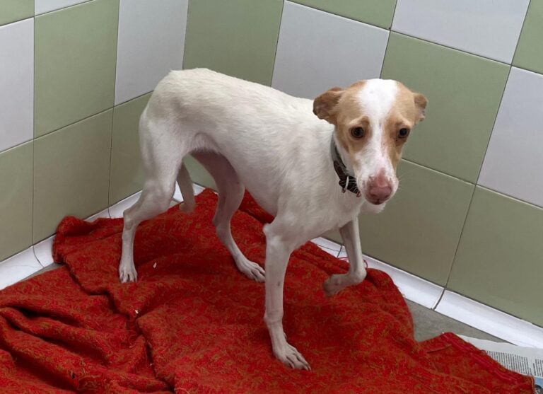 multimedia-foto87418-517-1