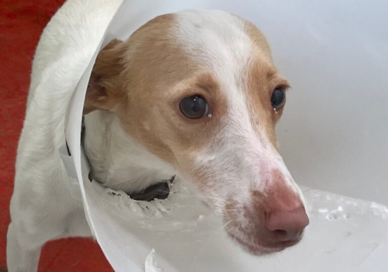 multimedia-foto87426-339-1