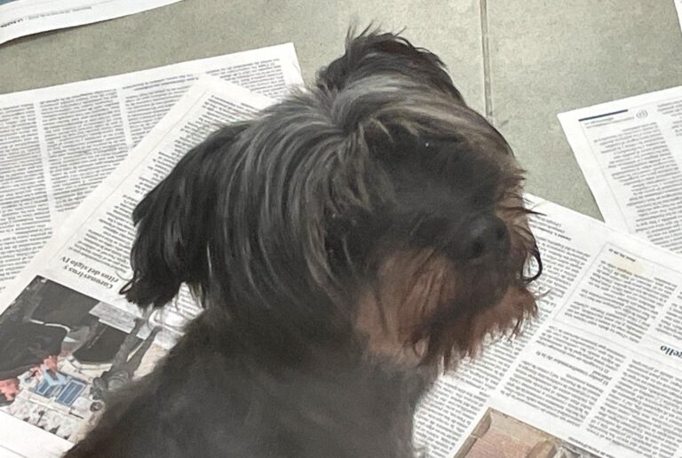 multimedia-foto87435-359-1