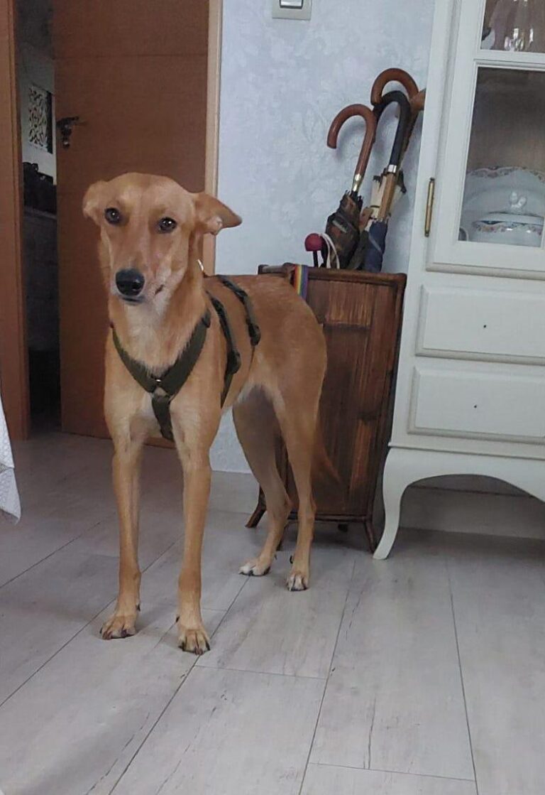 multimedia-foto87458-600-1