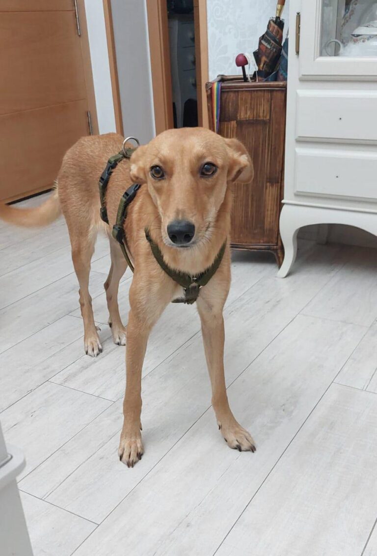 multimedia-foto87459-600-1