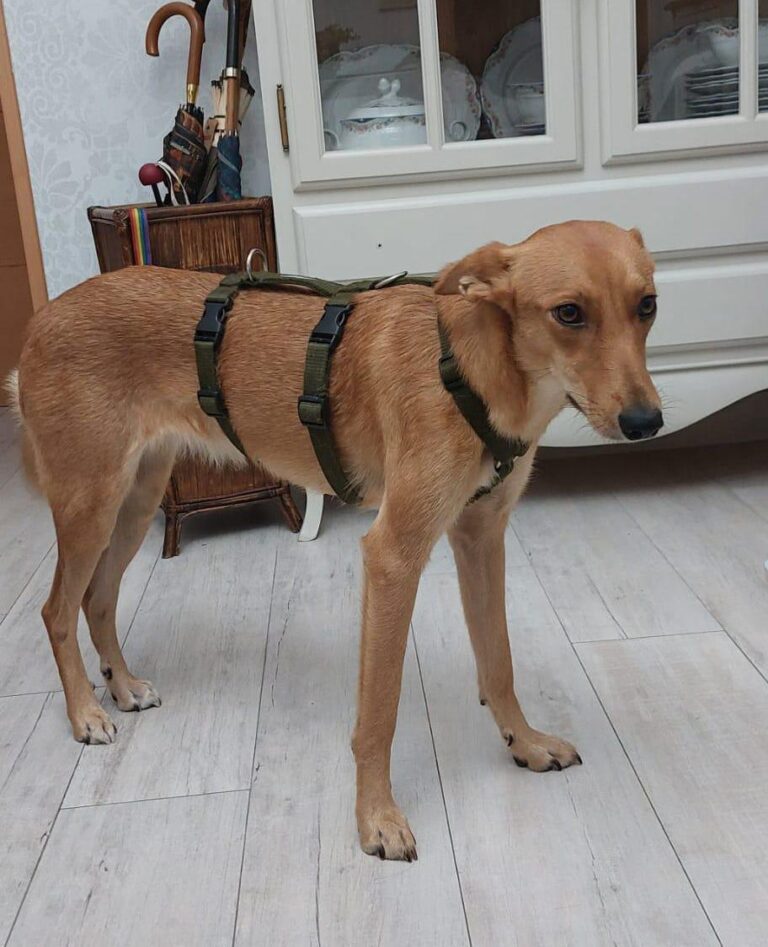 multimedia-foto87460-600-1