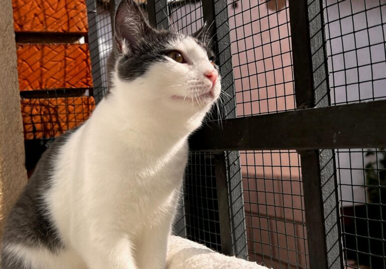 multimedia-foto87461-561-1