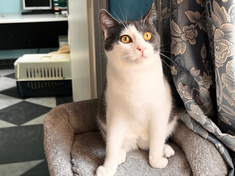 multimedia-foto87463-561-1