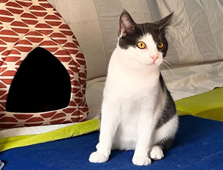 multimedia-foto87464-561-1