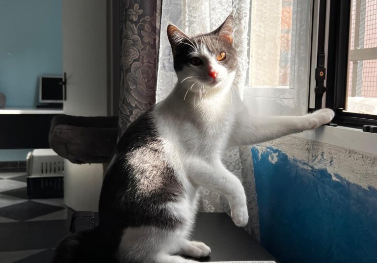 multimedia-foto87466-562-1