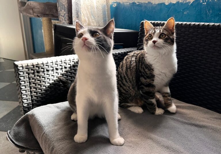 multimedia-foto87469-563-1