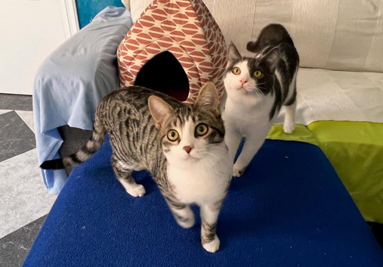 multimedia-foto87470-563-1