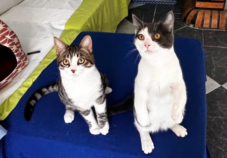 multimedia-foto87471-563-1