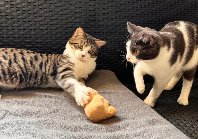 multimedia-foto87473-563-1