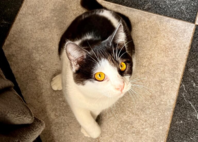 multimedia-foto87474-564-1