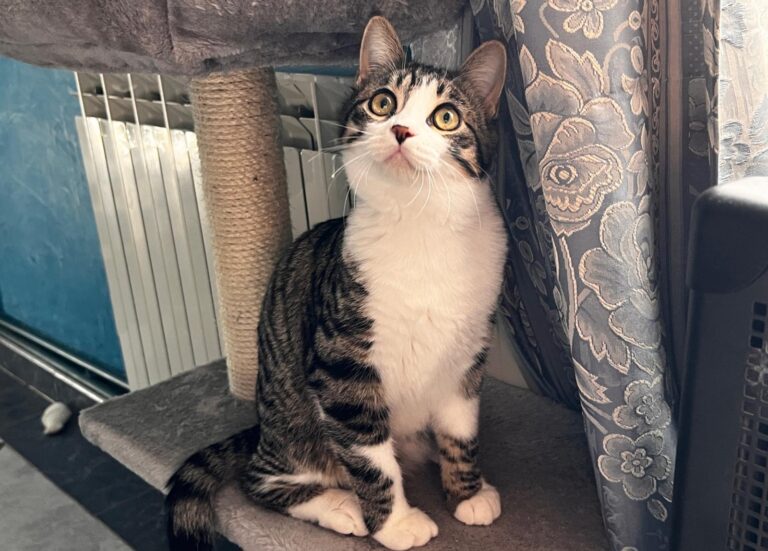 multimedia-foto87475-979-1