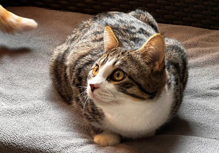 multimedia-foto87476-979-1