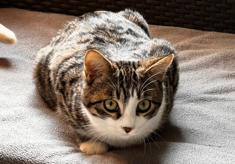 multimedia-foto87477-980-1