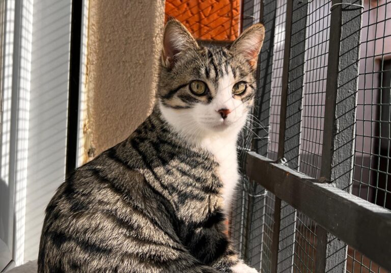 multimedia-foto87478-980-1