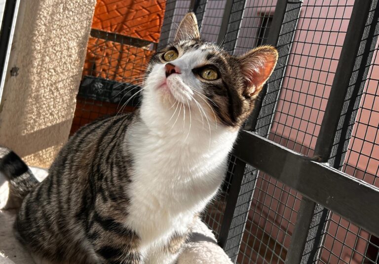 multimedia-foto87479-980-1