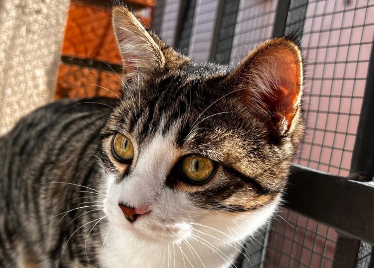 multimedia-foto87480-980-1