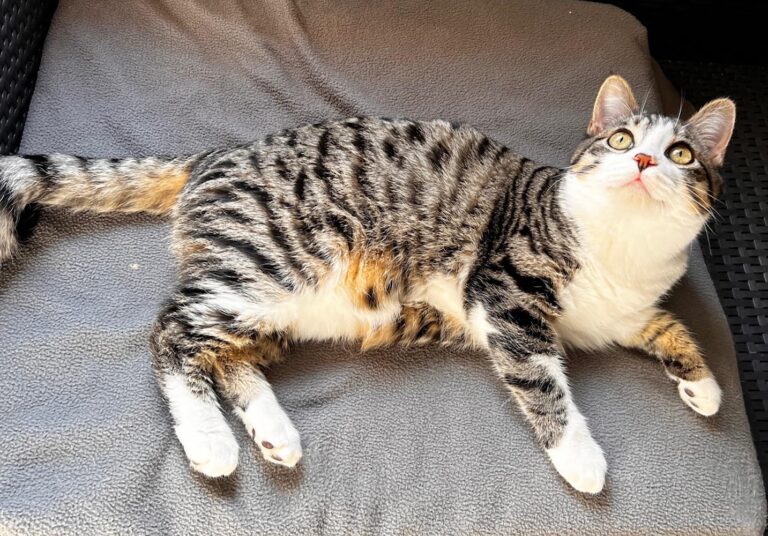 multimedia-foto87481-981-1