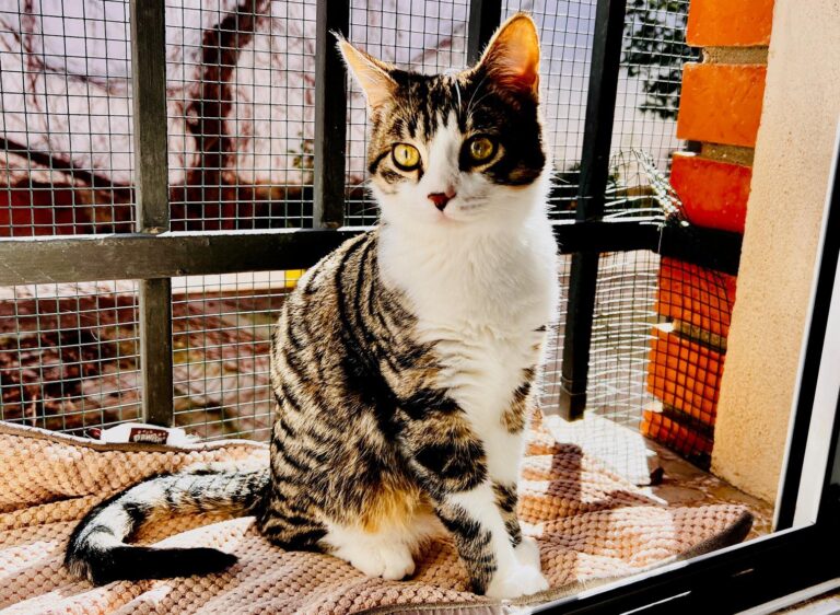 multimedia-foto87482-981-1