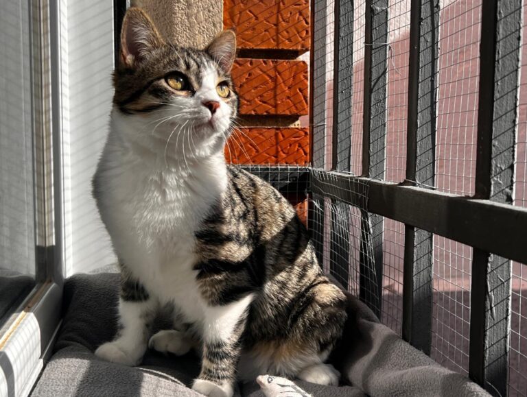 multimedia-foto87483-981-1