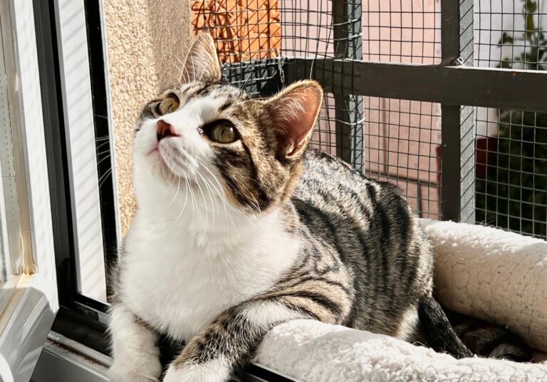 multimedia-foto87485-982-1