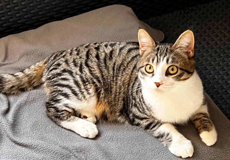 multimedia-foto87487-982-1