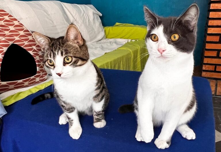 multimedia-foto87490-983-1