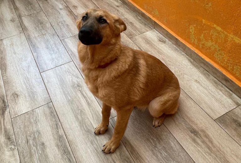 multimedia-foto87492-436-1