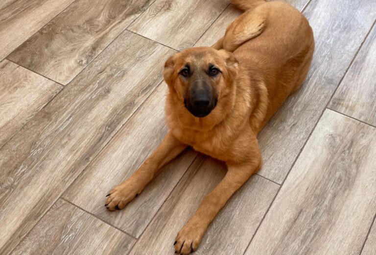 multimedia-foto87494-437-1