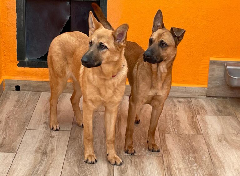 multimedia-foto87505-950-1