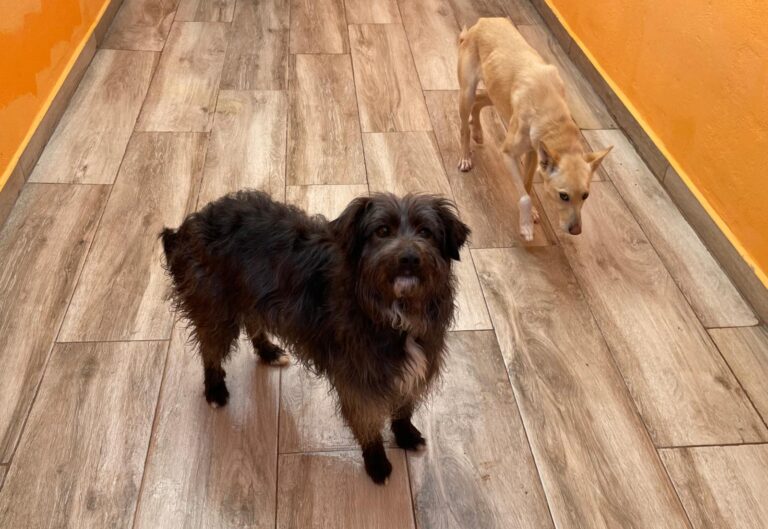 multimedia-foto87523-643-1