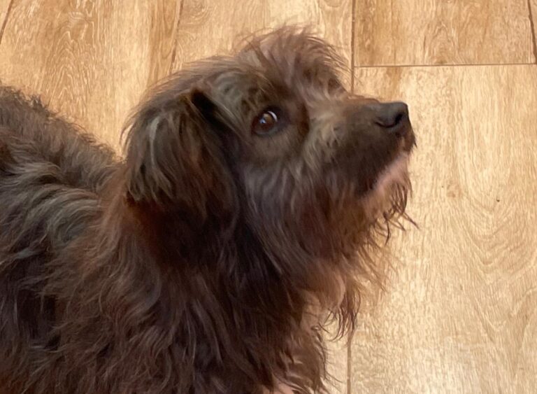 multimedia-foto87528-644-1