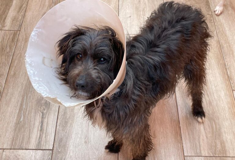 multimedia-foto87529-644-1