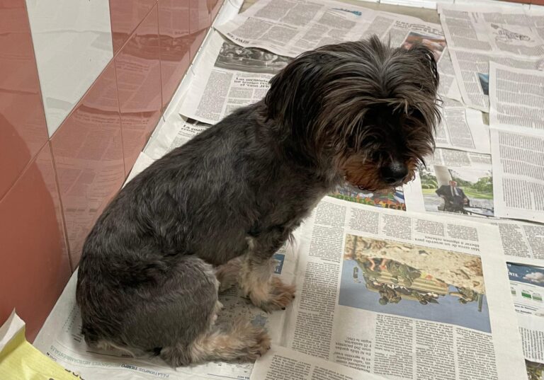 multimedia-foto87530-248-1