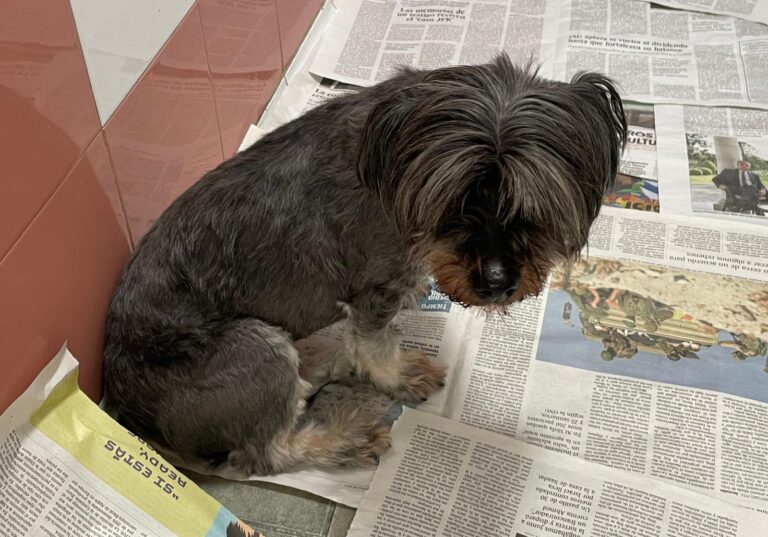 multimedia-foto87532-249-1