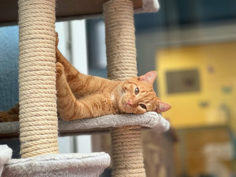 multimedia-foto87535-16-1