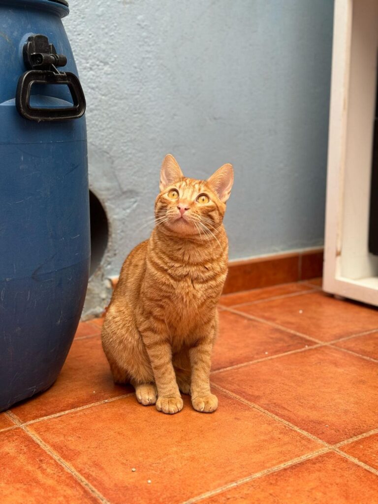 multimedia-foto87536-16-1