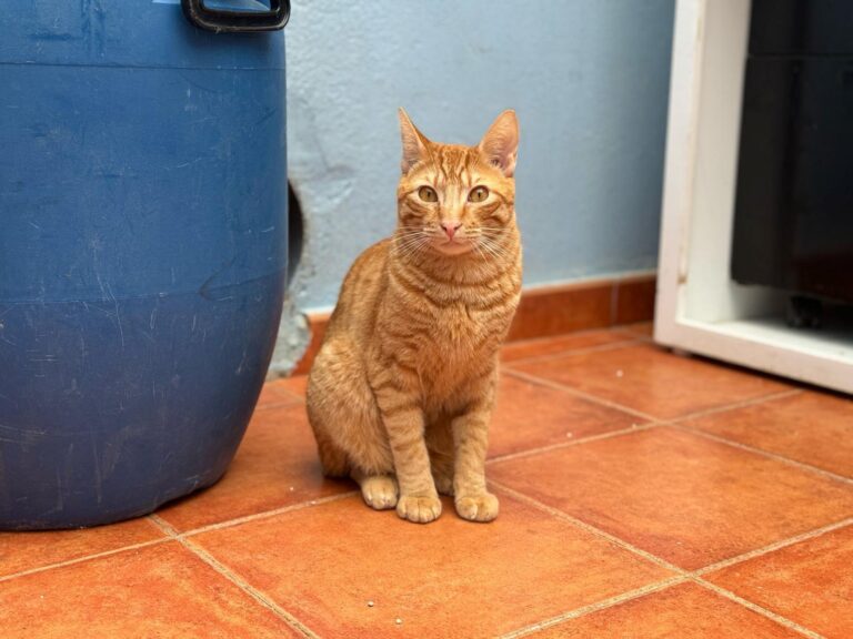 multimedia-foto87537-16-1