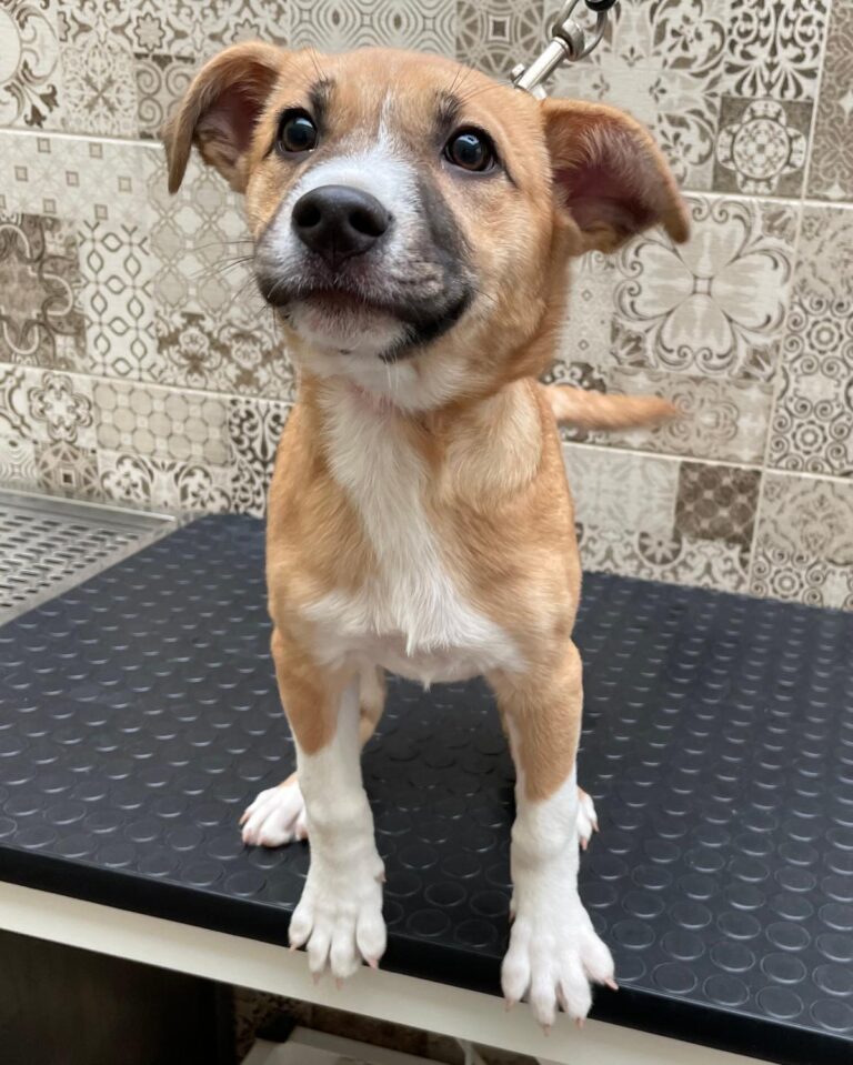 multimedia-foto87545-606-1